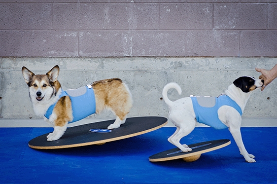 FitPAWS 90 cm Wobble Board